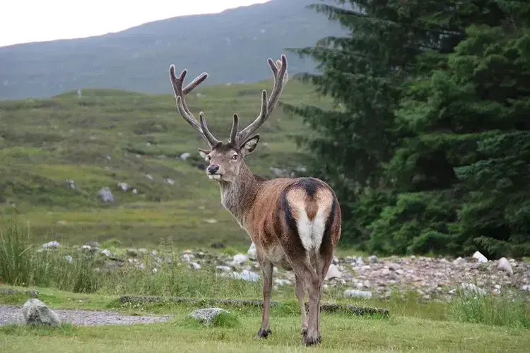 Ciervos en el Glencoe-min.webp